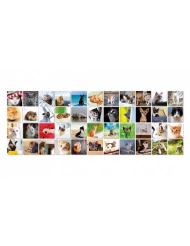 Jeux De Memory Des Chats